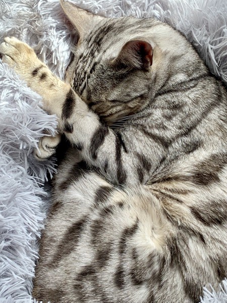 猫 ベンガル 銀の写真
