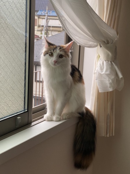 猫 メインクーン ララの写真