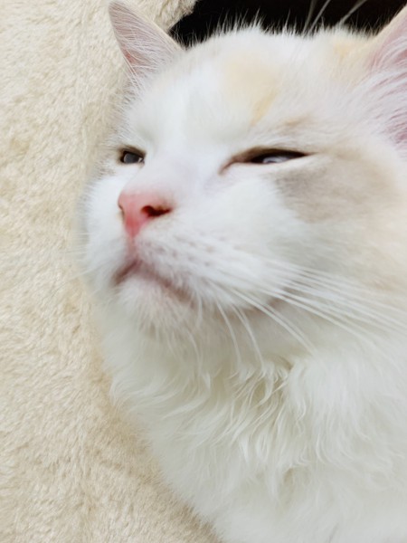 猫 ラグドール ぽぽ  の写真