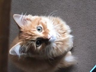 猫 メインクーン チャーの写真