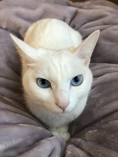 猫 白猫 ハレの写真
