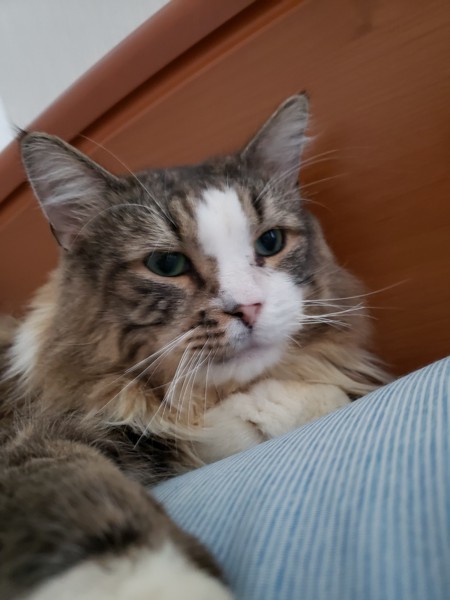 猫 ノルウェージャンフォレストキャット ジェルミの写真