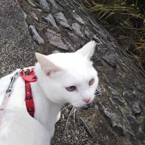 猫 白猫 マリアちゃんの写真