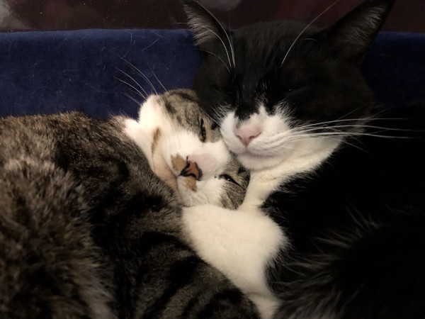 猫 MIX リンとレイラの写真