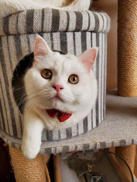 猫 スコティッシュフォールド マリモの写真