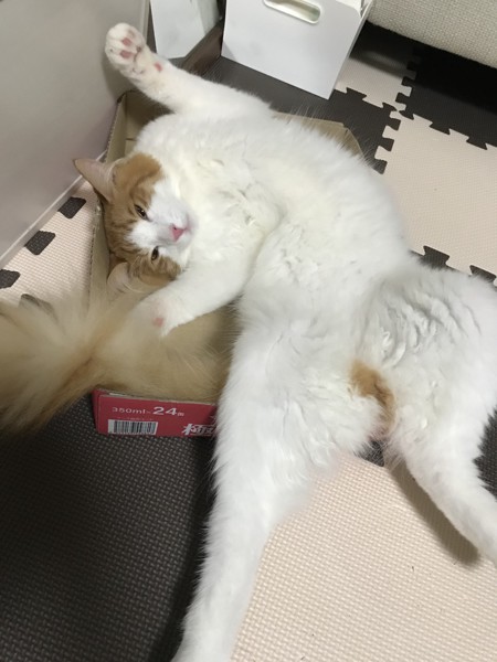 猫 メコンボブテイル 健太郎の写真