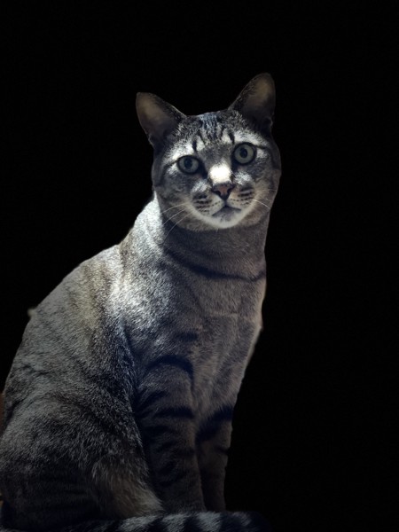 猫 サバトラ サスケの写真