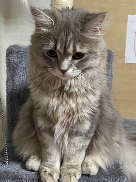 猫 サイベリアン シナモンの写真