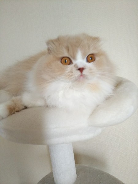 猫 スコティッシュフォールド MARIN♡の写真