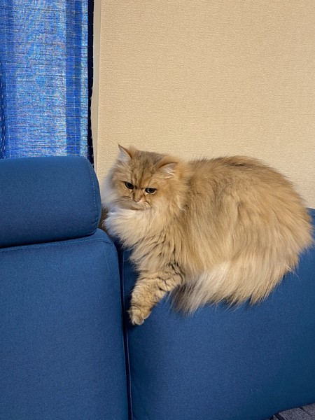 猫 ペルシャ ピノの写真