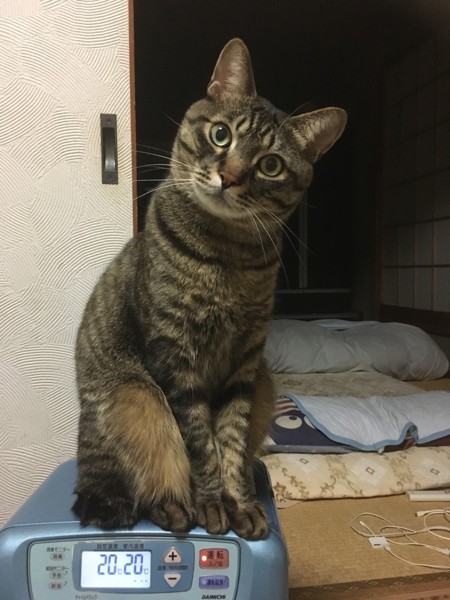猫 キジトラ 梅吉の写真