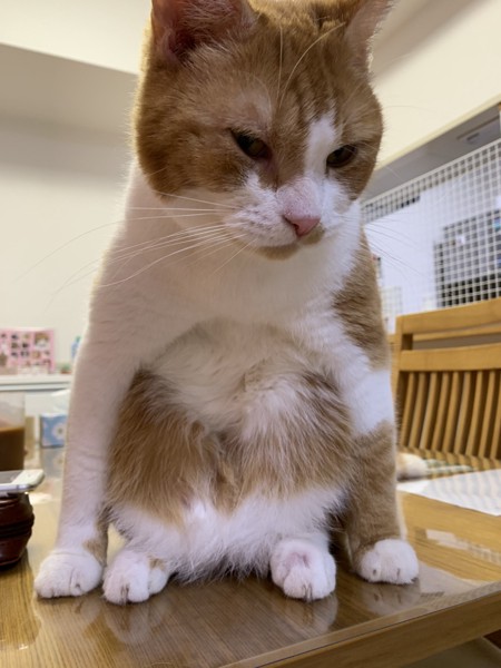 猫 スコティッシュフォールド ダイゴの写真