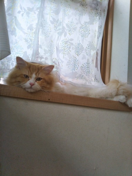 猫 ラガマフィン 銀志郎の写真