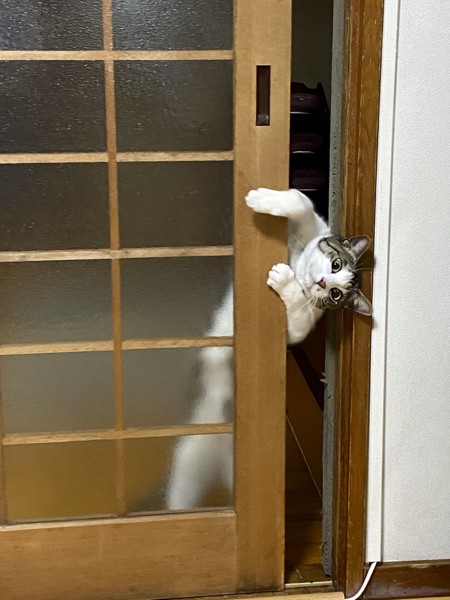猫 キジシロ 天丸の写真