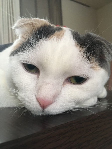 猫 スコティッシュフォールド うゆちゃんの写真