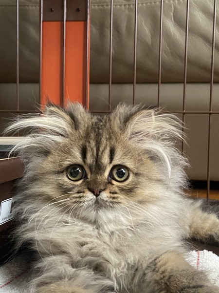 猫 エキゾチックロングヘア ココの写真