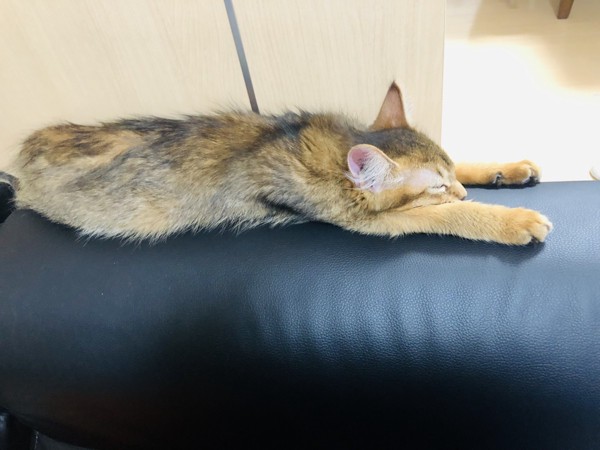 猫 ソマリ リンちゃんの写真