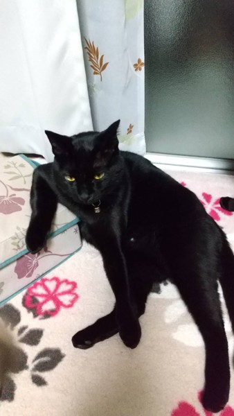 猫 黒猫 ハクの写真