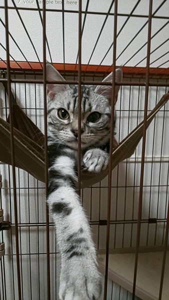 猫 アメリカンショートヘア レオンの写真