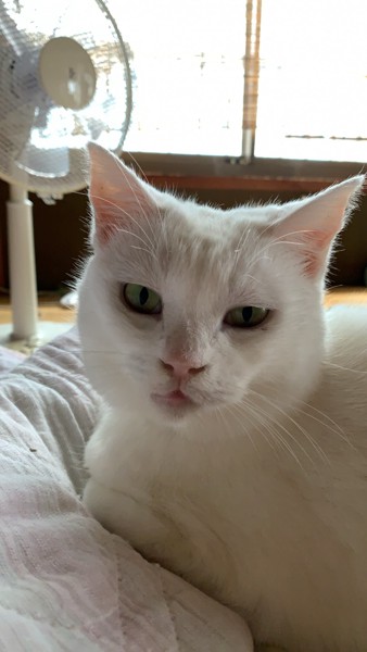 猫 白猫 ユキの写真