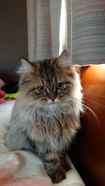 猫 ペルシャ 茶太郎の写真