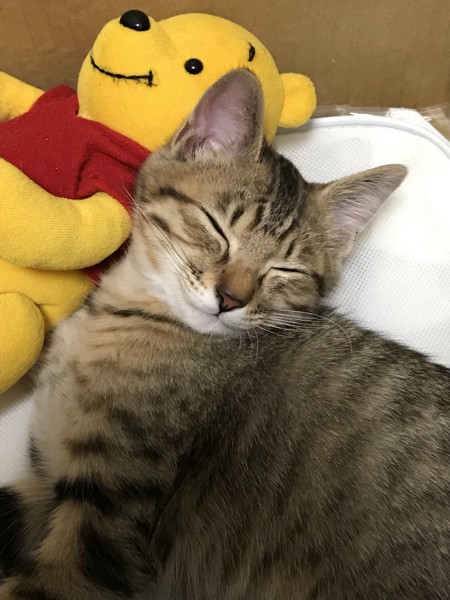 猫 キジトラ ベガの写真