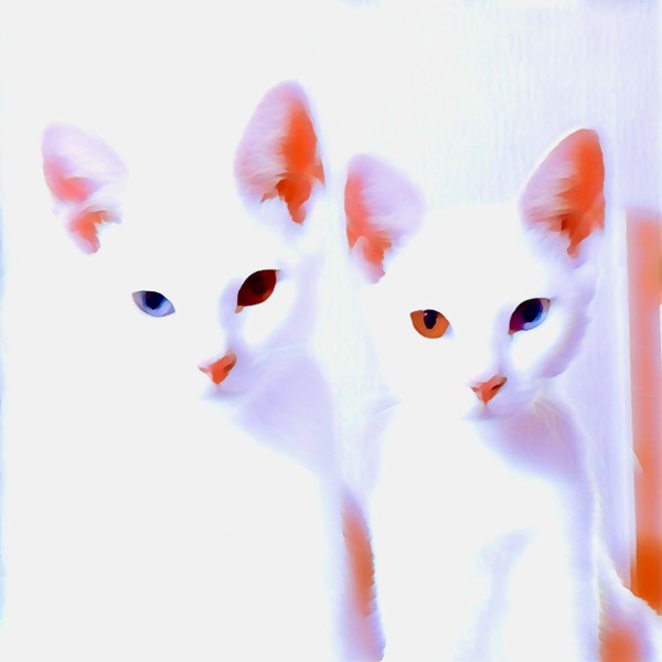 猫 白猫 ふくとここの写真