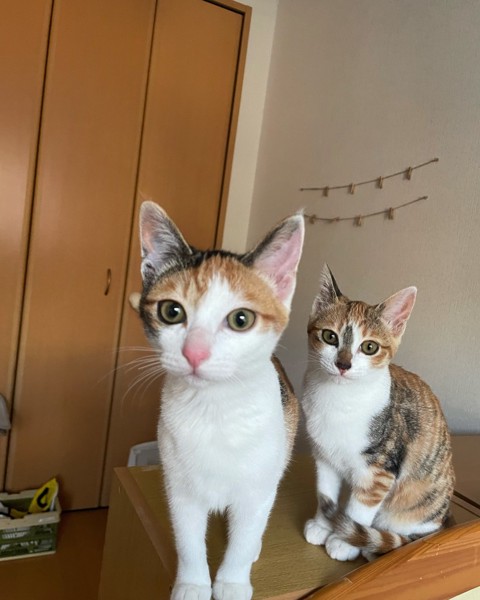 猫 三毛猫 モモとハナの写真