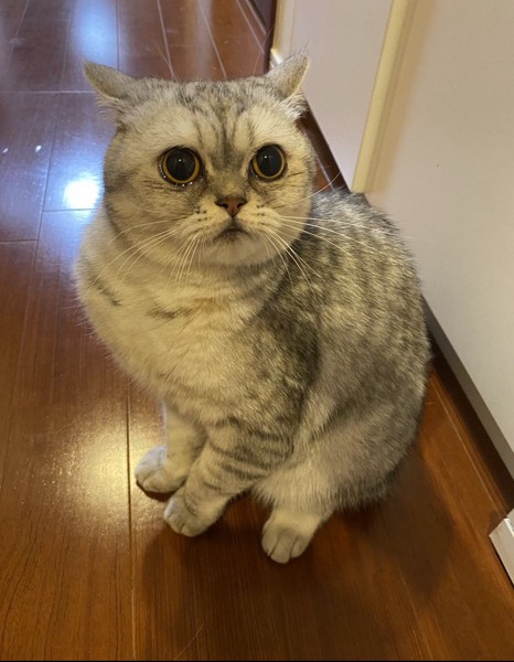 猫 ミヌエット らむの写真