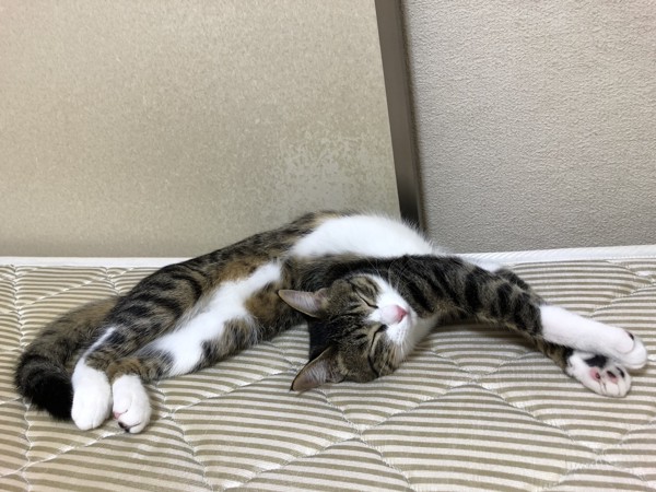 猫 キジトラ みーちゃんの写真