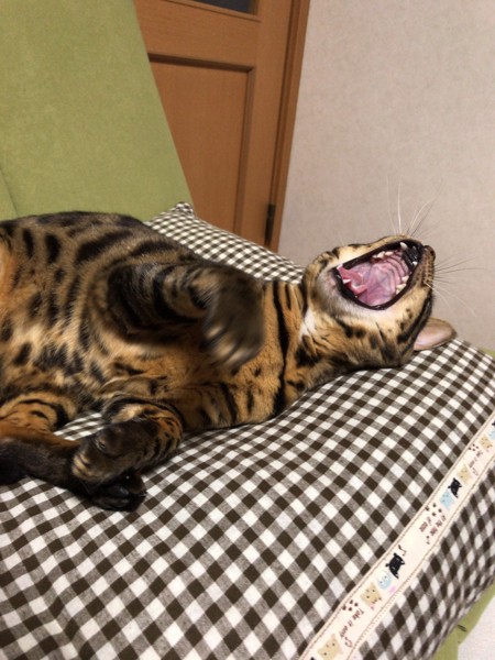 猫 ベンガル こむぎの写真