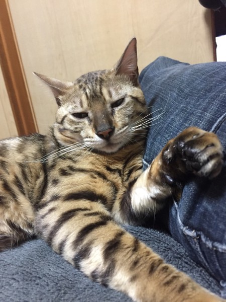 猫 ベンガル 小太郎の写真