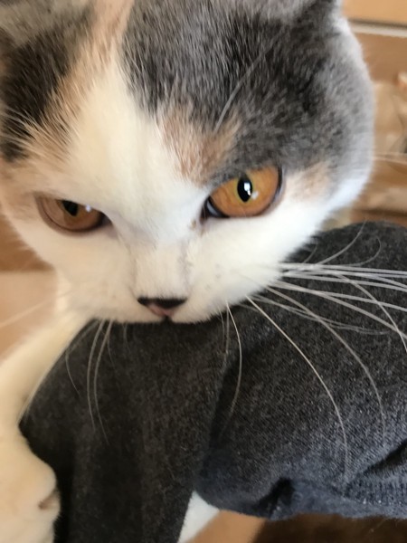 猫 ブリティッシュショートヘア のんの写真