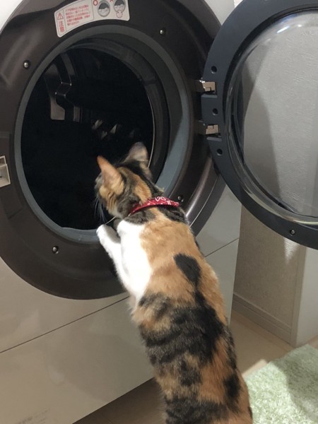 ドラム式洗濯機を覗き込む猫