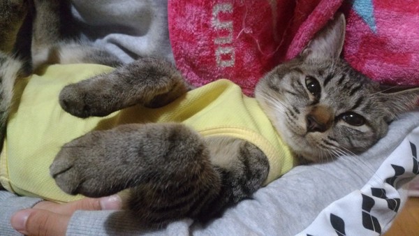 猫 サバトラ テトの写真