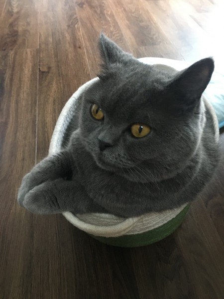 猫 ブリティッシュショートヘア りーの写真
