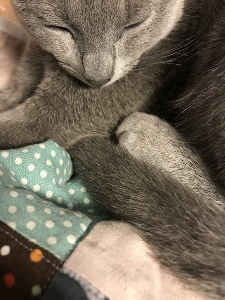 猫 ロシアンブルー ペグリンの写真