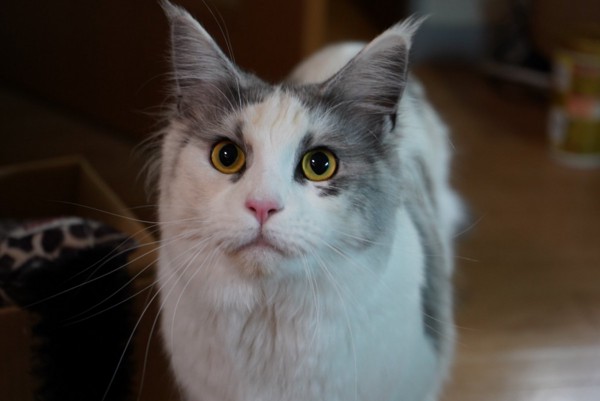 猫 メインクーン ゆきちゃんの写真