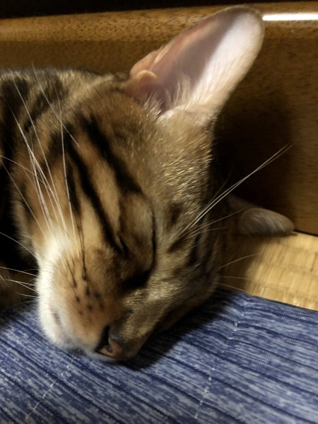 猫 ベンガル Otto の写真