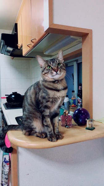 猫 キジトラ メルの写真