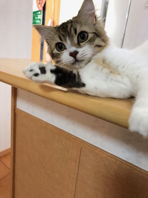 猫 ラガマフィン ミーシャの写真