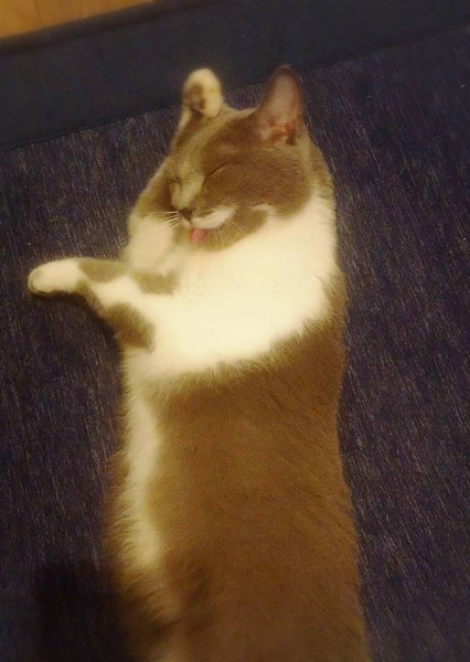 猫 ロシアンブルー ラテの写真