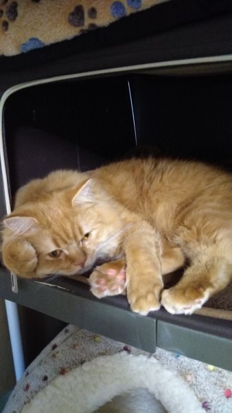 猫 ミヌエット ラスカルの写真