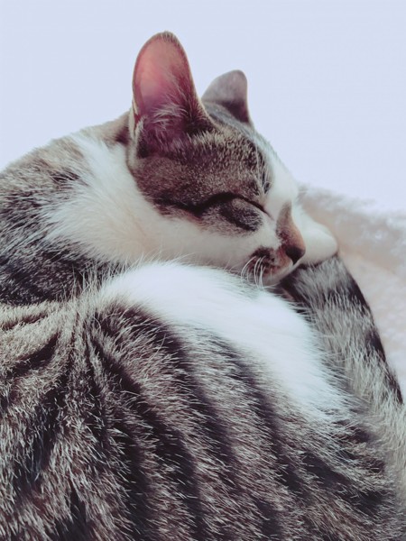 猫 サバシロ バルの写真
