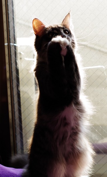 猫 ラガマフィン ジンの写真