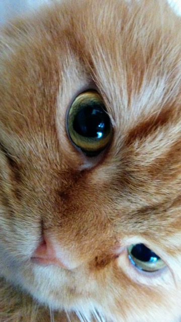 猫 スコティッシュフォールド チャピの写真