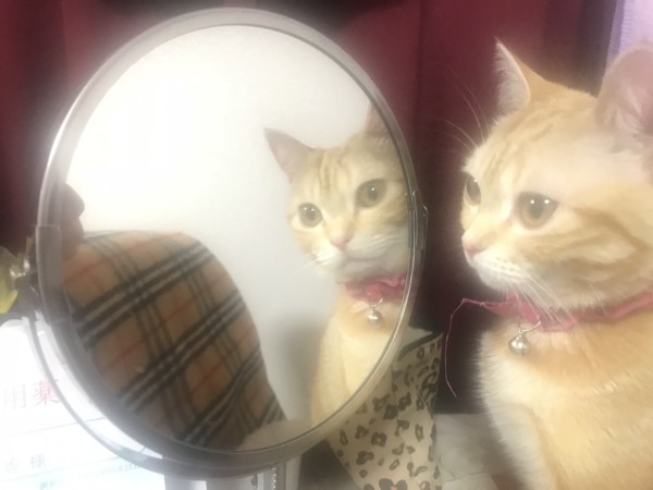 猫 アメリカンショートヘア チャーちゃんの写真