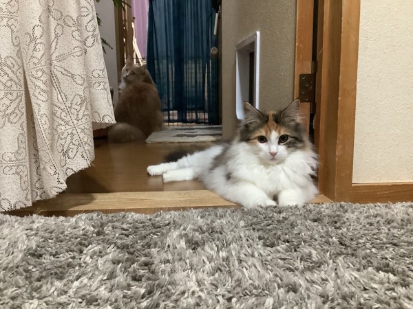 猫 サイベリアン ハナの写真