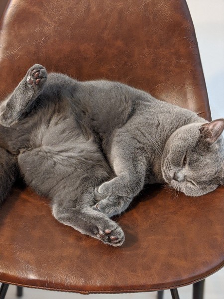 猫 ブリティッシュロングヘア モンチの写真