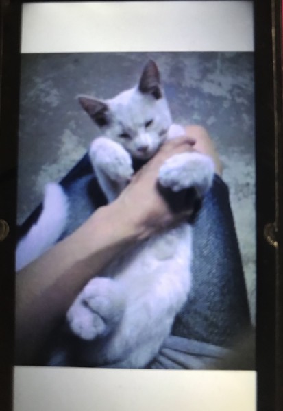 猫 白猫 ジローの写真